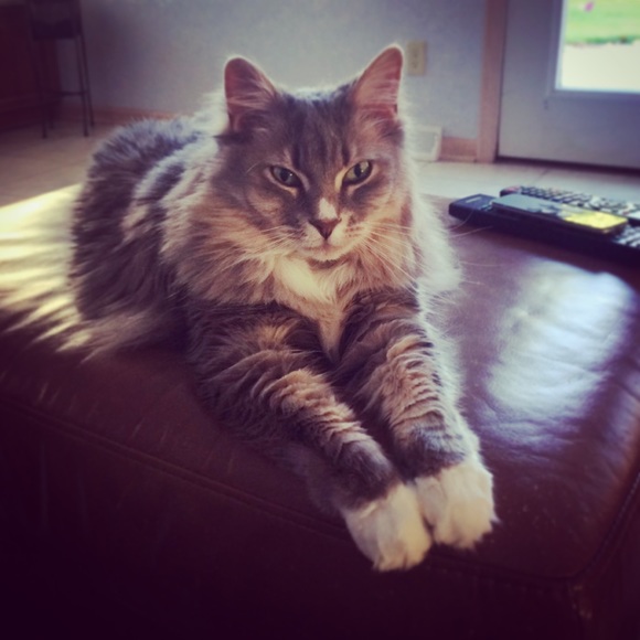 Meet your Posher, Shanna - Picture 3 of 4